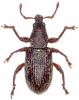 Polydrusus parallelus
